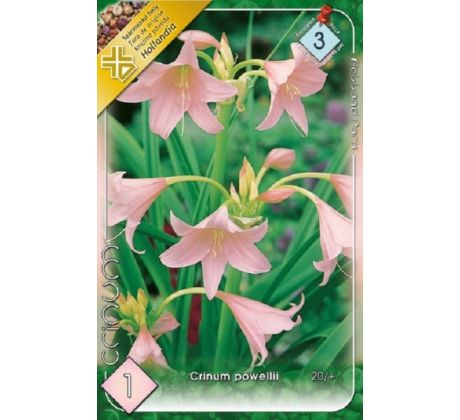 Crinum powellii