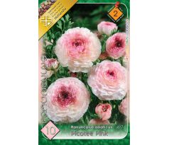 Ranunculus picotee Pink