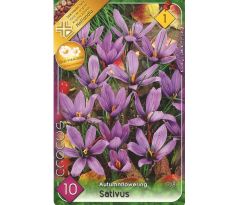 Crocus Autumnflowering - sativus