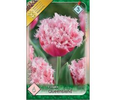 Tulipa Fringed Double - Queensland