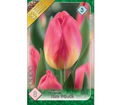 Tulipa - Tom Pouce / 8ks v balení