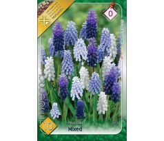 Muscari mixed