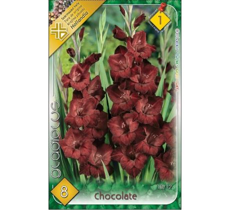 Gladiolus - Chocolate