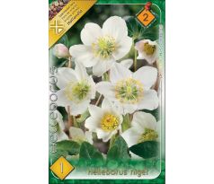 Helleborus niger