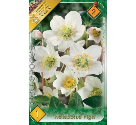 Helleborus niger