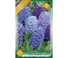 Hyacinthus - Blue Shades mixed