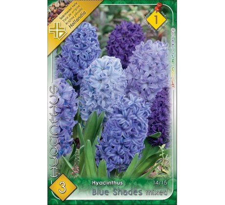 Hyacinthus - Blue Shades mixed