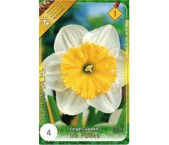 Narcissus Large Cupped - Ice Follies