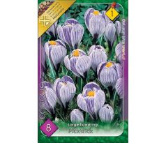 Crocus Large Flowering - Pickwick