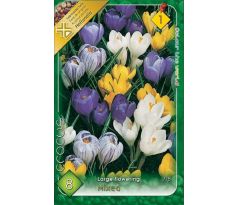 Crocus Large Flowering - mixed