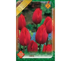 Tulipa Triumph - RED