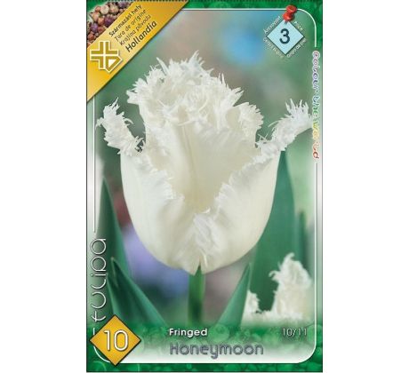 Tulipa - Honeymoon