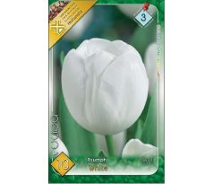 Tulipa Triumph -  White