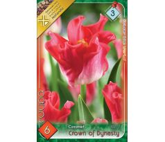 Tulipa - Crown of Dynasty