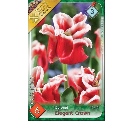 Tulipa - Elegant Crown