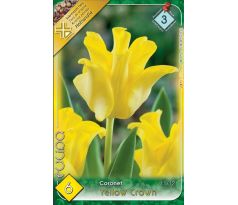 Tulipa - Yellow Crown