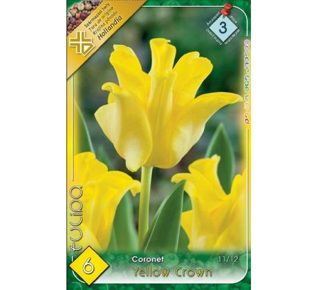 Tulipa - Yellow Crown