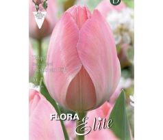 Tulipa - Mystick van Eijk