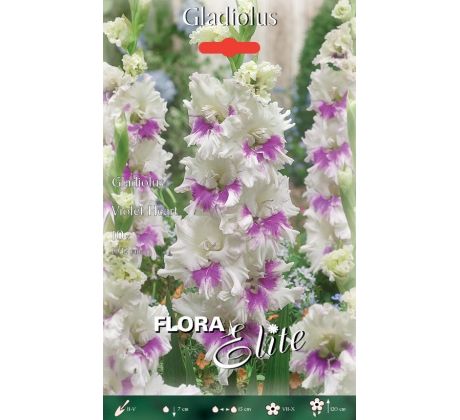 Gladiolus - Violet Heart