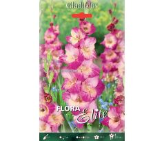 Gladiolus - Apricot Bubblegum