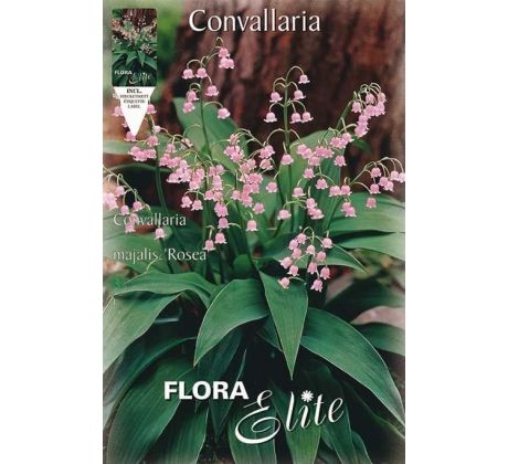 Convallaria majalis Rosea