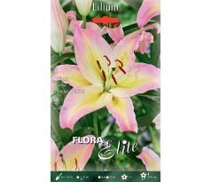 Lilium - Hocus Pocus