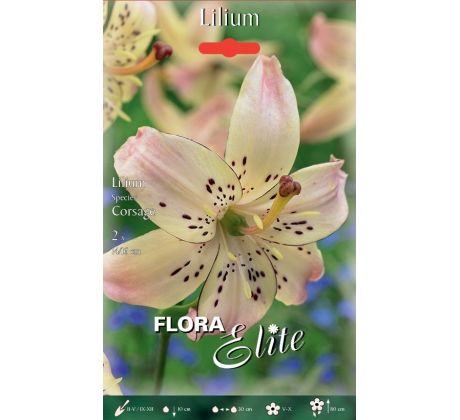 Lilium - Corsage