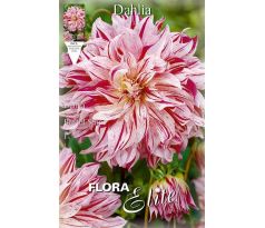 Dahlia Decorative - Bristol Stripe