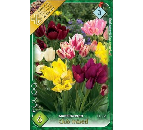 Tulipa - Club mixed