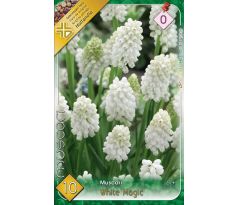 Muscari - White Magic