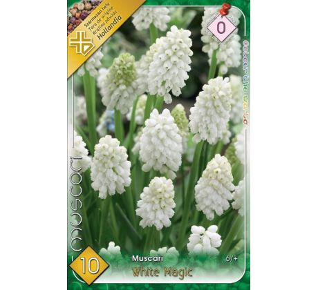 Muscari - White Magic