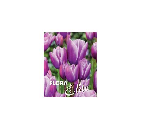 Tulipa - Purple Elegance