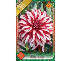 Dahlia - Santa Claus