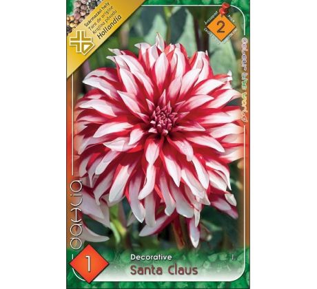 Dahlia - Santa Claus