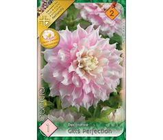 Dahlia - Gitts Perfection