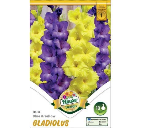 Gladiolus - Duo Blue & Yellow