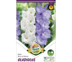 Gladiolus - Duo Blue & White