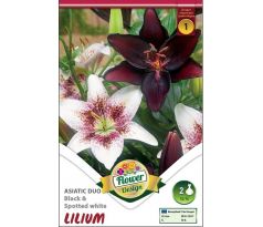 Lilium Duo Black & Spotted white