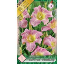 Hemerocallis - Catherine Woodbury