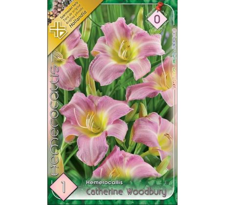 Hemerocallis - Catherine Woodbury