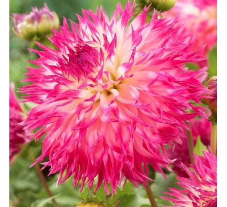 Dahlia - Pineland Princess