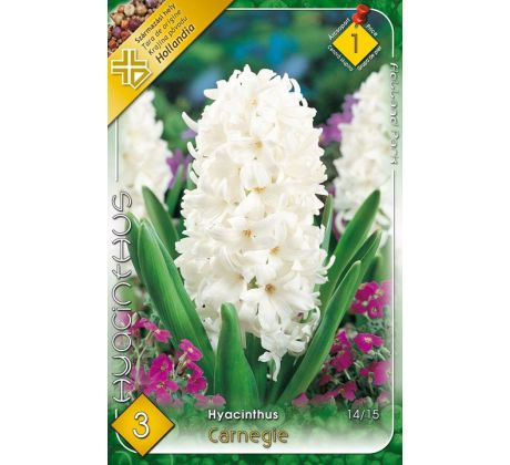 Hyacinthus - Carnegie