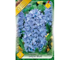 Hyacinthus - Delfts Blue