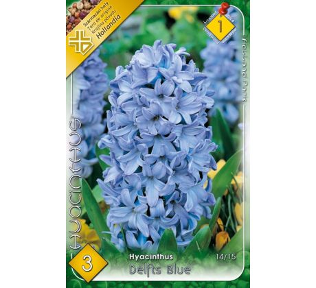 Hyacinthus - Delfts Blue