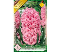 Hyacinthus - Pink Pearl