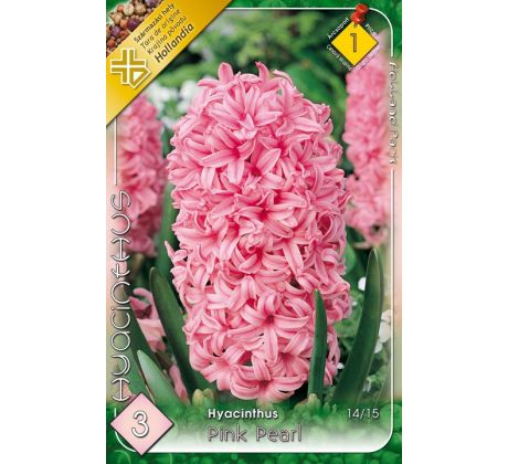 Hyacinthus - Pink Pearl