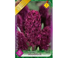 Hyacinthus - Woodstock