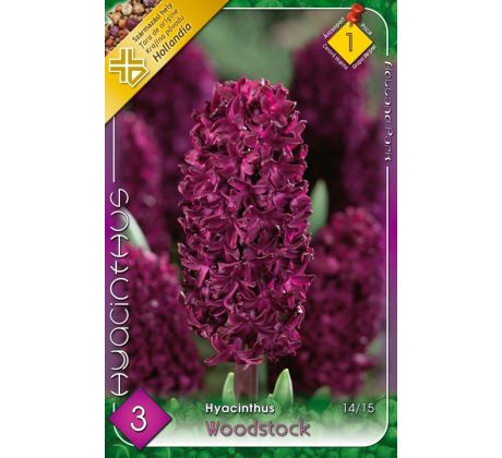 Hyacinthus - Woodstock