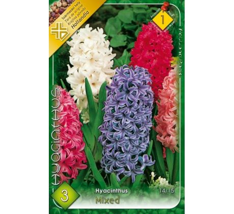 Hyacinthus - mixed