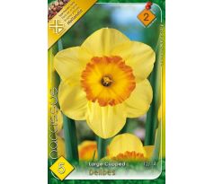 Narcissus Large Cupped - Delibes
